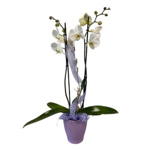 Phalaenopsis Orchidee mit 2 Trieben. Topf und Deko