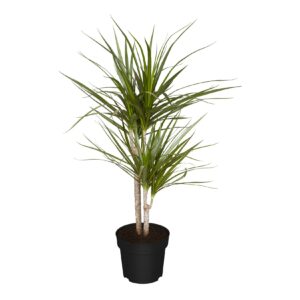 Drachenbaum - Dracaena Marginata