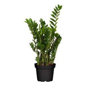 Glücksfeder - Zamioculcas Zamiifolia