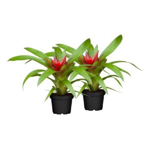 Bromelia Mix