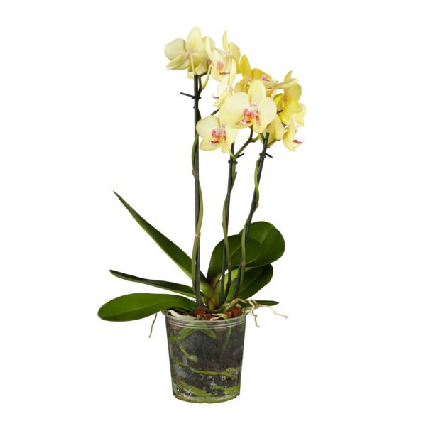 Orchidee - Phalaenopsis mit 3 Trieben