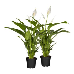 Einblatt - Spathiphyllum floribundum