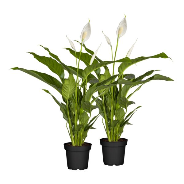 Einblatt - Spathiphyllum floribundum