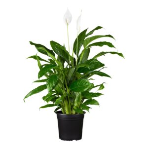 Einblatt - Spathiphyllum floribundum weiß