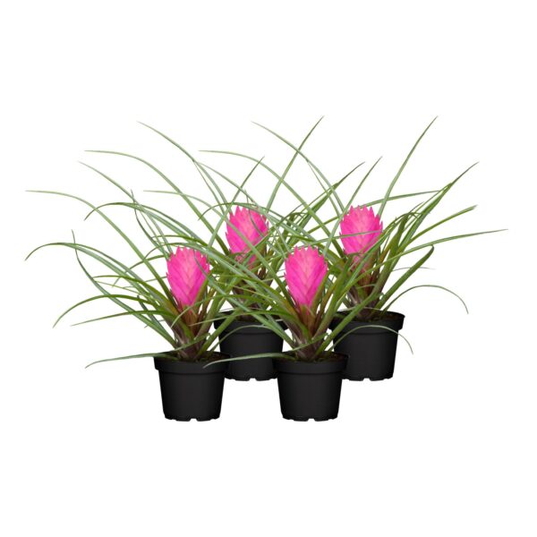 Tillandsie - Tillandsia cyanea Pink 1 Blüte