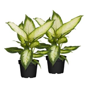 Dieffenbachie - Dieffenbachia Maculata Mix