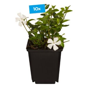 Immergrün - Vinca Bodendecker - Ø 12 cm Topf