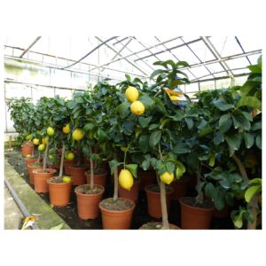 Grünwaren: echter Zitronenbaum 70 - 100 cm Zitrone Citrus Limon Zitruspflanze