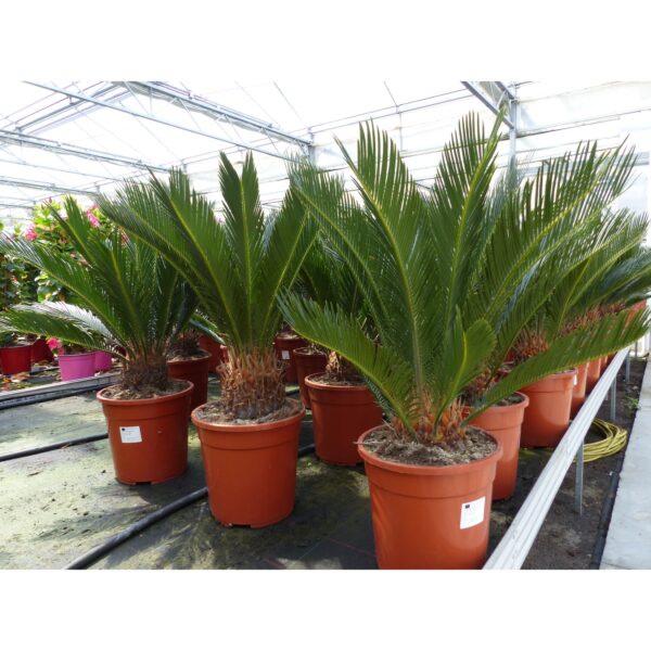 XL Premium Palmfarn 70 - 90 cm Cycas Revoluta Sagopalme Palme