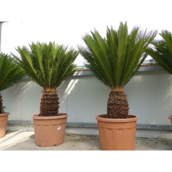 Mega Palmfarn 150 - 180 cm Cycas Revoluta