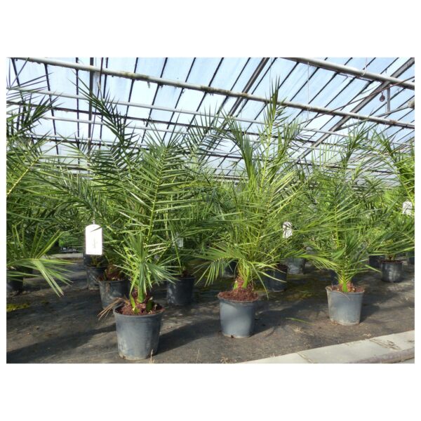 Palme 140 cm