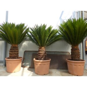 Palmfarn 105-115 cm Cycas Revoluta