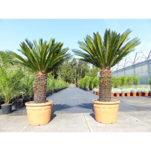 Mega Palmfarn 160 - 180 cm Cycas Revoluta