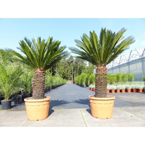 Mega Palmfarn 160 - 180 cm Cycas Revoluta