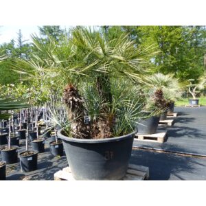 Palmengruppe Palme 190cm Zwergpalme Chamaerops Humilis