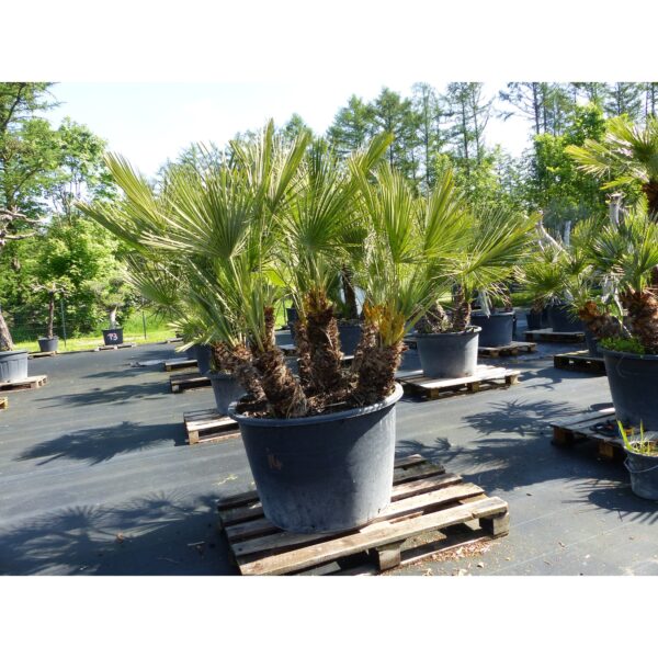 Palmengruppe Palme 164cm Zwergpalme Chamaerops Humilis