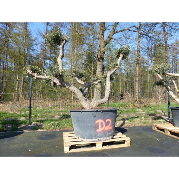 Olivenbaum Pon Pon  190cm Bonsai Formgehölz