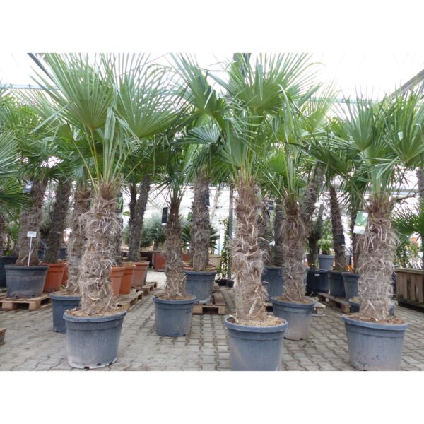 XXXXL 210 - 230 cm Trachycarpus fortunei Hanfpalme