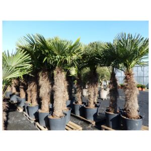 XXXXL 260 - 300 cm Trachycarpus fortunei 120 cm Stamm Hanfpalme