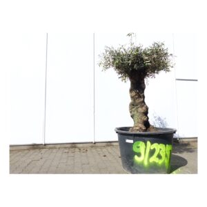 exakt dieser Baum Nr. 9 235