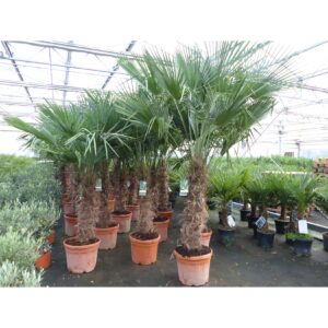 45L Trachycarpus Fortunei Palme