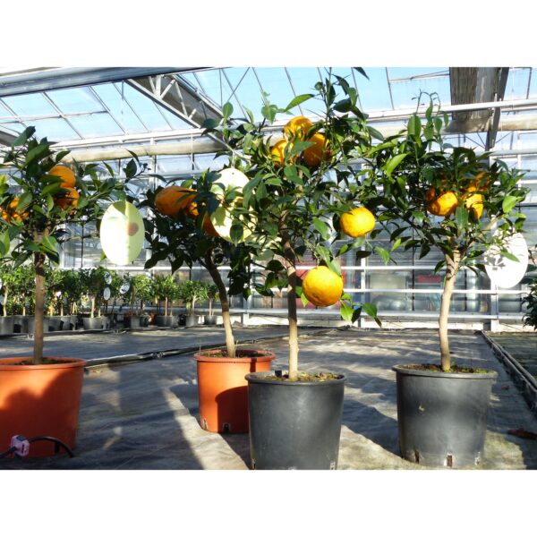 Citrus Yuzu 70 - 80 cm