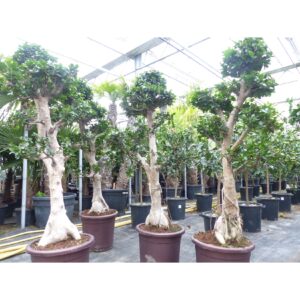 Ficus Ginseng XXL Bonsai 160 - 200 cm Feng Shui