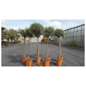 Olivenbaum Olive 110 - 140 cm Hochstamm