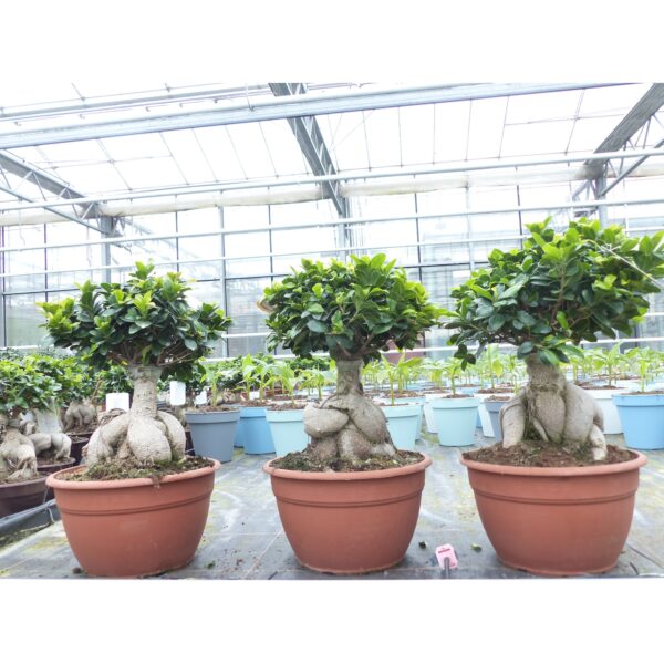 Ficus Ginseng Bonsai 50 - 60 cm Feng Shui Zimmerpflanze in Bonsaischale