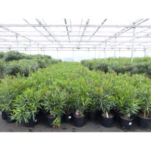 Oleander Premiumqualität 80 - 100 cm Busch Nerium Krone Ø40-60 cm Rosenlorbeer Premium rot