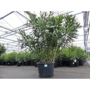 Oleander Premiumqualität 130 - 160 cm Busch Nerium Krone Ø80-120 cm Rosenlorbeer Premium rot