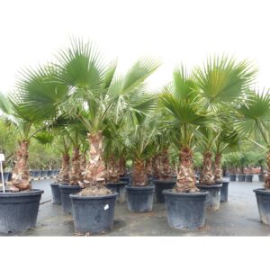 2xWashingtonia Robusta 180-210 cm