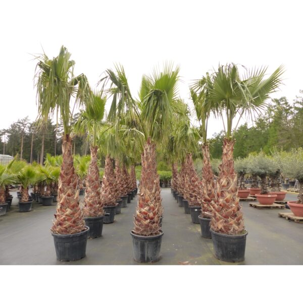 XXL Washingtonia Robusta Premium 340-400 cm