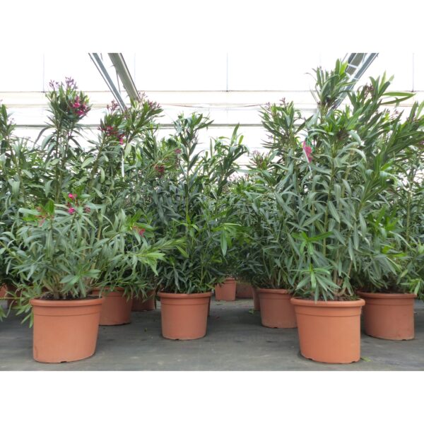 XXL Oleander 140-160 cm Busch Nerium Rosenlorbeer